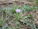 Lactuca undulata