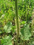 Plantago major. Часть соцветия и листья. Республика Татарстан, г. Казань, Вахитовский р-н, дворовая территория. 22.06.2015.