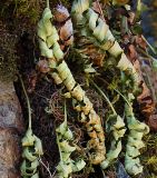 Polypodium vulgare. Части листовых пластинок перезимовавших растений. Республика Алтай, Чемальский р-н, правый берег р. Катунь, скалы. 27.03.2008.