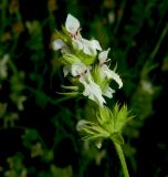 Stachys atherocalyx