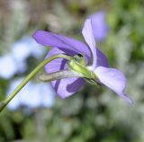 Viola striis-notata