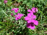 Dianthus versicolor