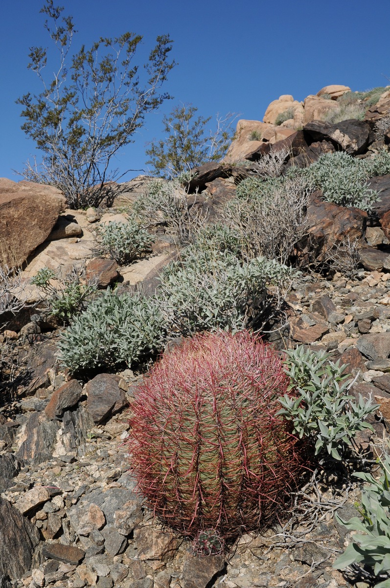 Изображение особи Ferocactus cylindraceus.