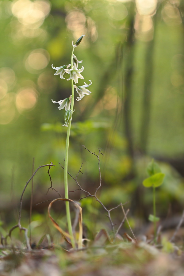 Изображение особи Ornithogalum boucheanum.