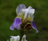 Iris squalens