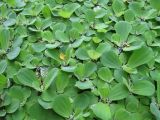 Pistia stratiotes