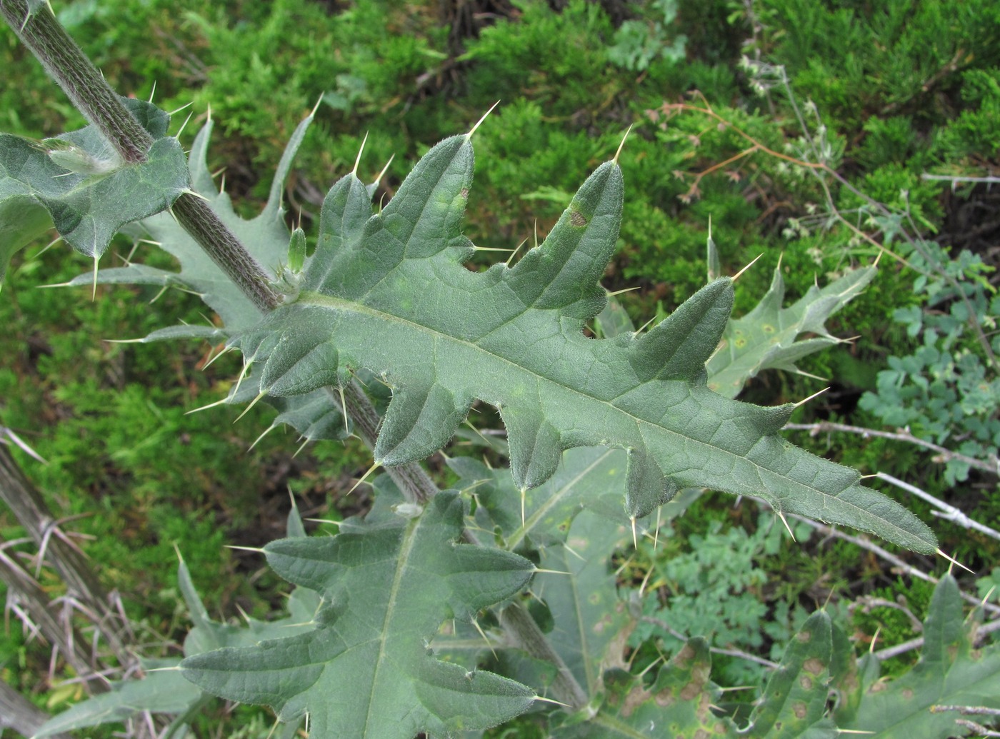 Изображение особи Cirsium buschianum.