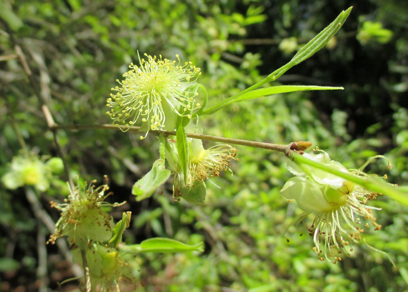 Изображение особи Plinia edulis.