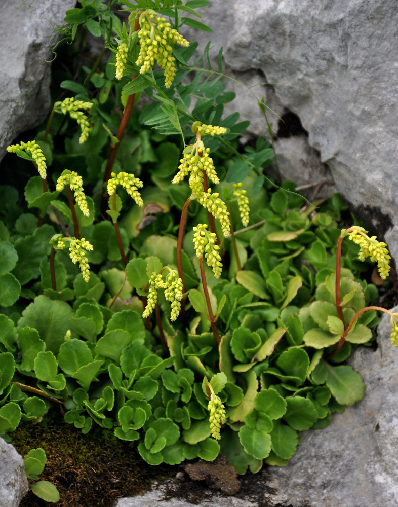 Изображение особи Chiastophyllum oppositifolium.