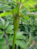 Chaerophyllum aromaticum