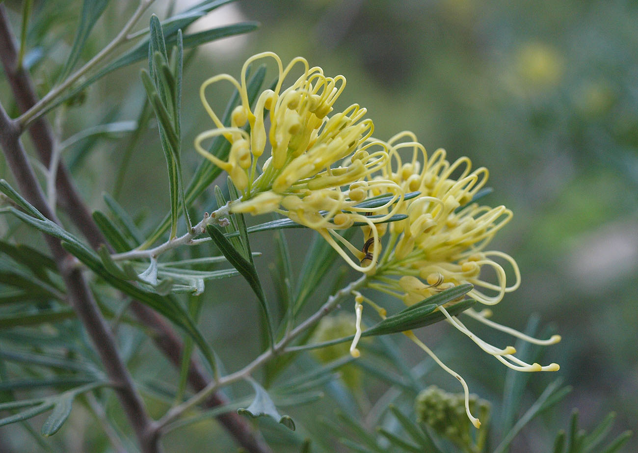 Изображение особи Grevillea juniperina.