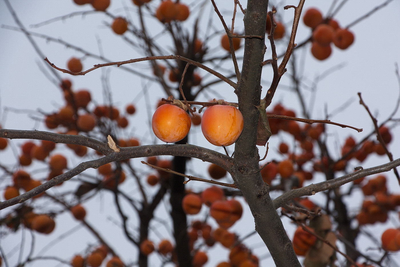 Изображение особи Diospyros kaki.