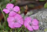 Dianthus kusnezovii. Цветки. Карачаево-Черкесия, Зеленчукский р-н, окр. пос. Архыз, хребет Абишира-Ахуба, каменистый спуск от оз. Лазурного к оз. Кяфар, 2670 м н.у.м., альпийский луг. 31.07.2018.