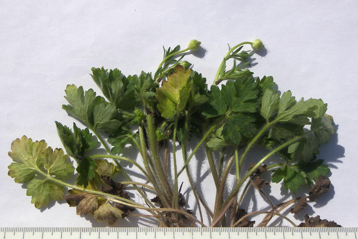 Изображение особи Ranunculus aleae.