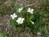 Viola patrinii. Цветущее растение. Иркутская обл., Иркутский р-н, окр. пос. Б. Голоустное, дельта р. Голоустная, луг. 01.06.2018.