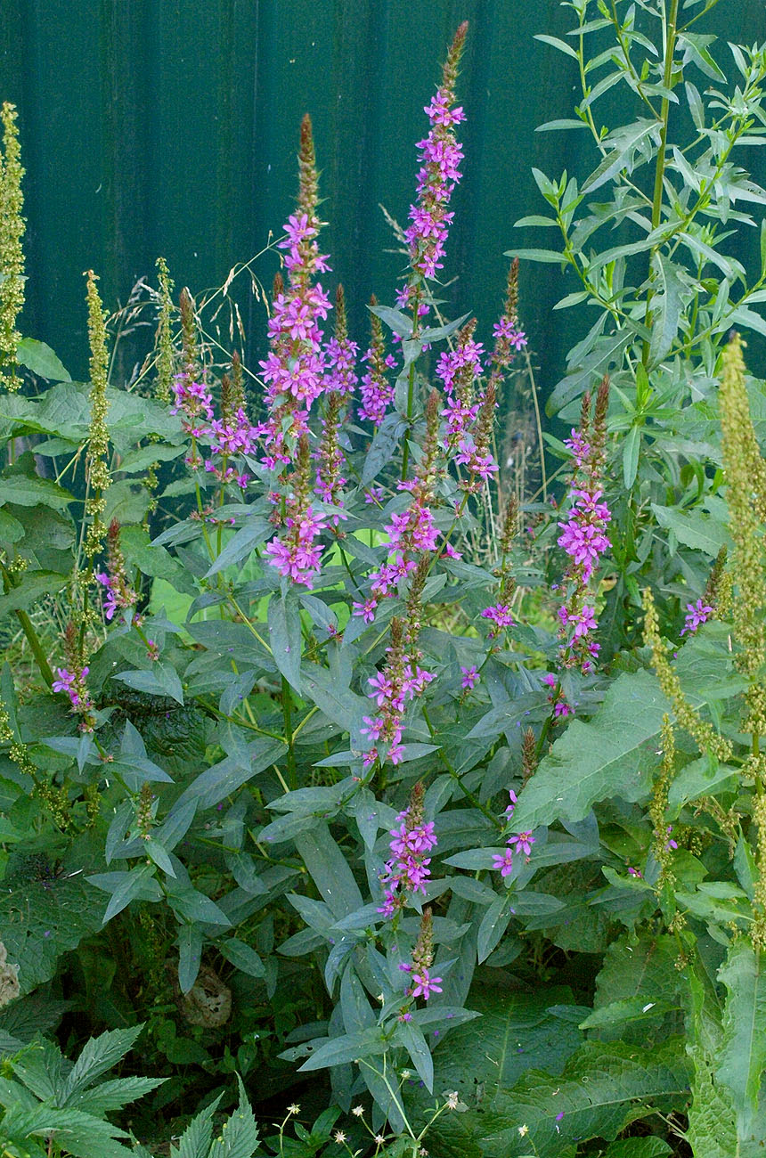 Image of Lythrum salicaria specimen.