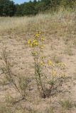 Hieracium umbellatum