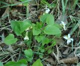 Viola alexandrowiana