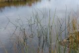 Equisetum fluviatile. Растения с отмершими стробилами. Мурманская обл., Кольский р-н, к зап. от шоссе Р-21 «Кола» в 1.6 км к сев. от поворота на г. Заозёрск, озеро, на прибрежном каменистом мелководье. 23.09.2020.