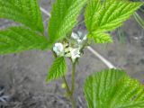 Rubus saxatilis