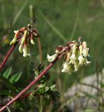 Astragalus frigidus