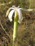 Dianthus leptopetalus