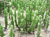 Salicornia perennans