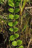 Lysimachia nummularia. Часть вегетирующего побега. Кировская обл., Афанасьевский р-н, окр. пгт Афанасьево, долина р. Кама, пойма. 24 июля 2021 г.