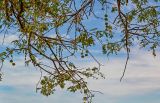 Vachellia nilotica