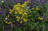 Crepis sonchifolia