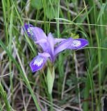 Iris ruthenica. Цветок. Новосибирская обл., Ордынский р-н, с. Новопичугово. Май 2009 г.