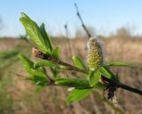 Salix myrsinifolia