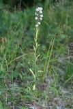 Erigeron podolicus. Плодоносящее растение. Республика Татарстан, национальный парк \"Нижняя Кама\". 11.08.2011.