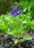 Veronica grandiflora