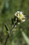 Draba parviflora