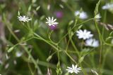 Stellaria graminea