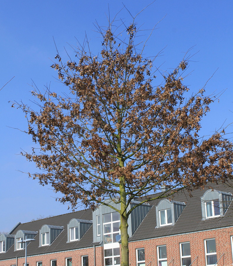 Изображение особи Quercus palustris.