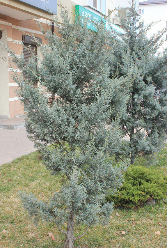 Image of Cupressus arizonica specimen.