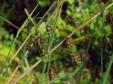 Carex paupercula. Верхушки растений с соплодиями и тычиночными колосками. Мурманская область, Североморский р-н, окрестности пос. Росляково, заболоченный березняк. 16.07.2009.