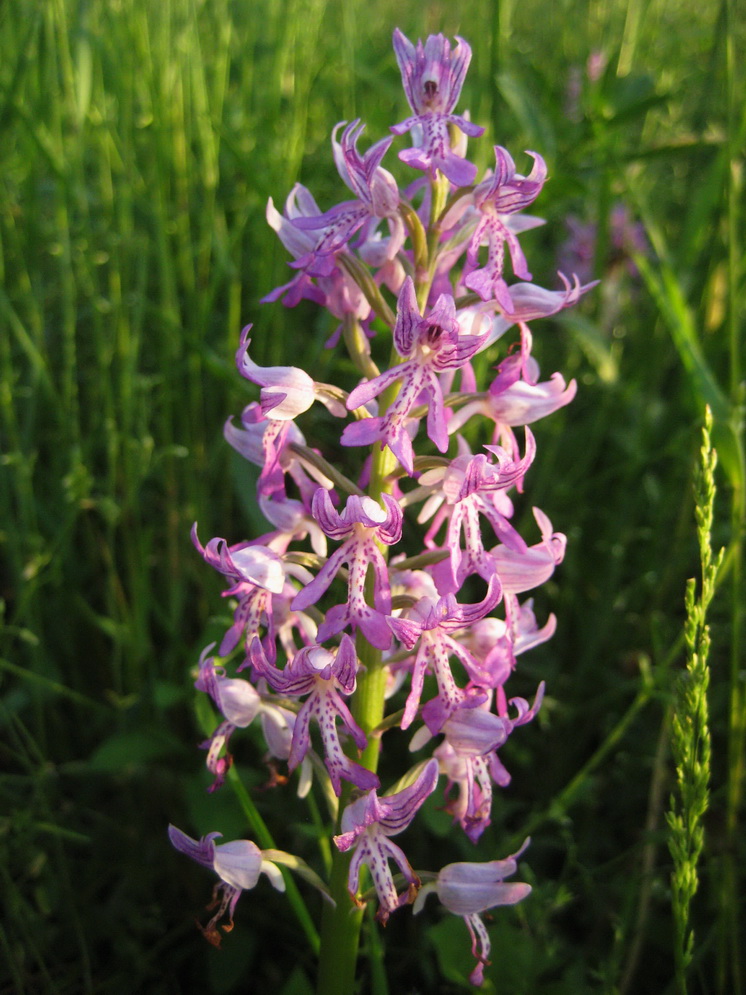 Изображение особи Orchis militaris.