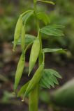 Corydalis bracteata