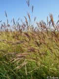 Bothriochloa ischaemum