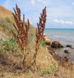 Rumex patientia подвид orientalis. Плодоносящее растение. Краснодарский край, Темрюкский р-н, мыс Железный Рог, приморский обрывистый глинистый склон с выходами бурого железняка. 20.06.2015.