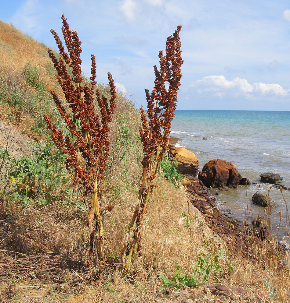 Изображение особи Rumex patientia ssp. orientalis.