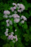 Thalictrum aquilegiifolium. Соцветие. Республика Алтай, Шебалинский р-н, с. Камлак, Горно-Алтайский ботанический сад, экспозиция. 16.06.2015.