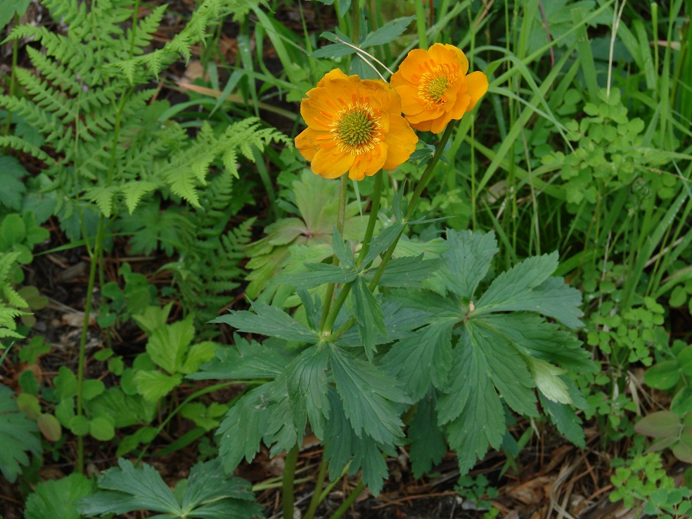 Изображение особи Trollius ircuticus.