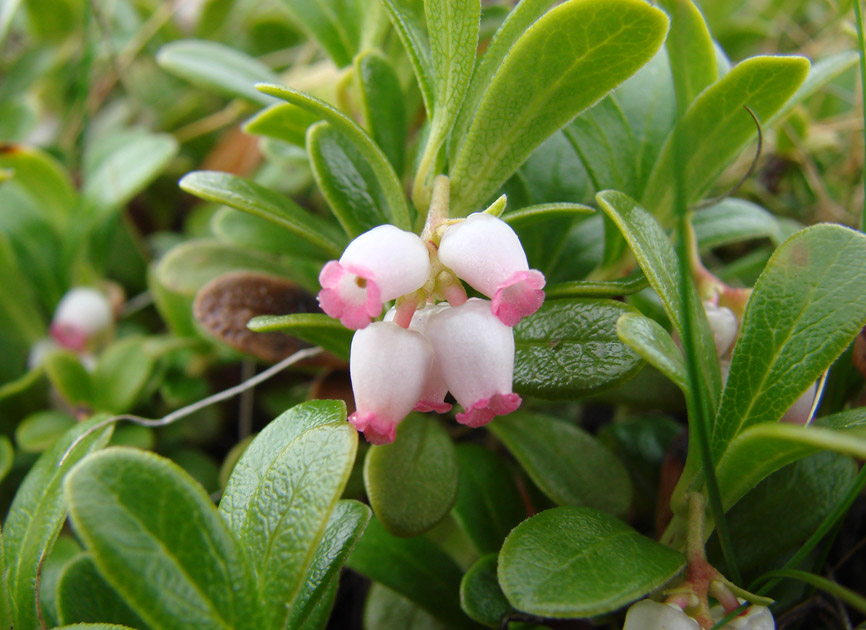 Изображение особи Arctostaphylos uva-ursi.