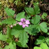 Rubus arcticus