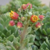 род Echeveria