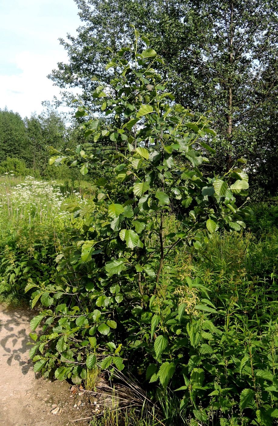 Изображение особи Alnus glutinosa.